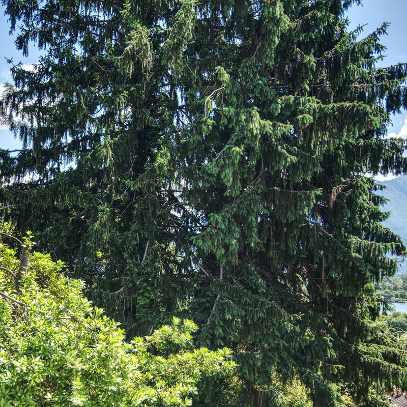 Yellow Lake View: Scenic View